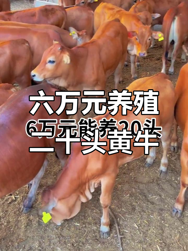 云南最新线上套医保的黄牛是真的吗方法分析(最方便真实的云南线上套医保的黄牛是真的吗能报销吗方法)